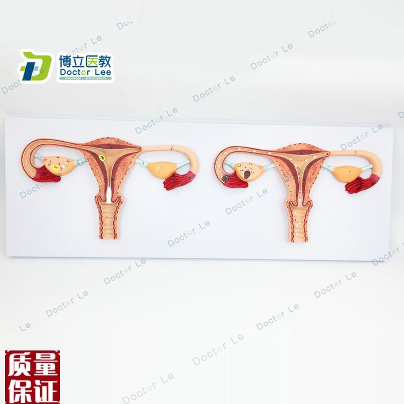 厂家正品直销卵子受精过程放大模型女性卵子S受精及卵子发育输