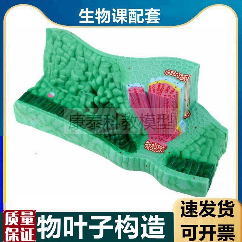 植物叶子结构模型l初中教学仪器生物课使用单子叶双子叶茎桃花根
