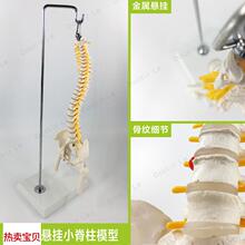教学45CM迷你人体小脊柱带骨盆股骨模型L带神经骨架脊柱脊椎模型