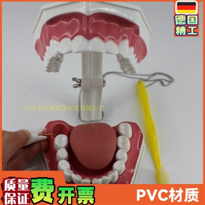 牙齿模型儿童早教刷牙模型w两倍大可拆卸模型幼儿口腔教学模