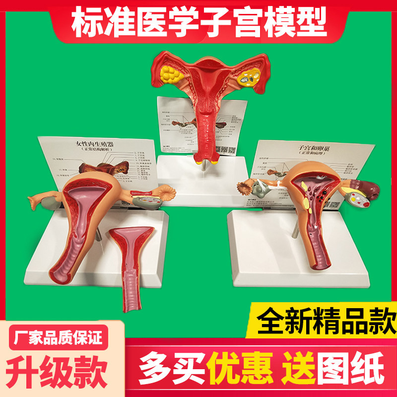 人体子宫模型教具模具阴道卵巢y解剖病理医学女性仿真女性生殖模