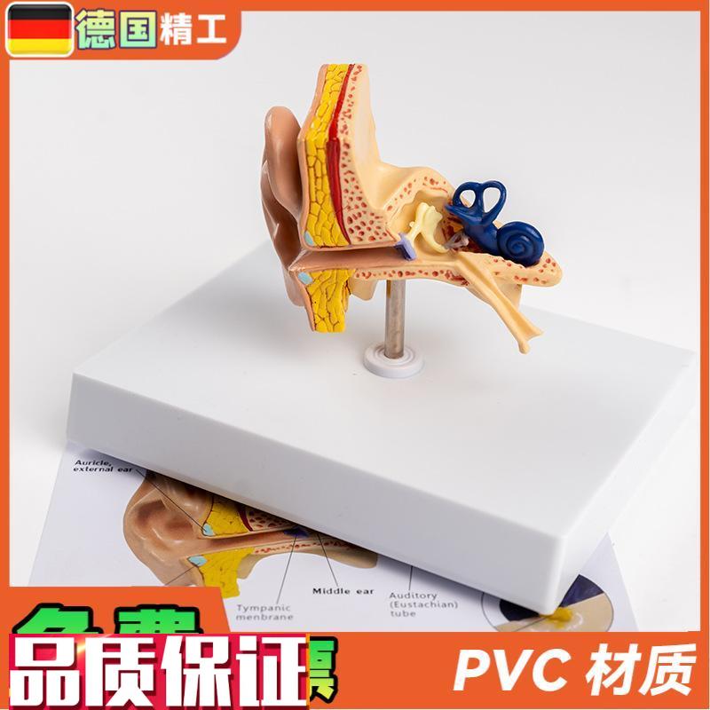 德国】耳朵结构模m型耳解剖模型外中内耳部听觉系统耳朵构造教学