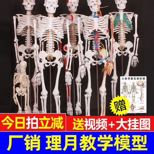 人体骨骼模型骨架小白全身脊椎仿真医F学结构解剖骷髅脊柱儿童玩