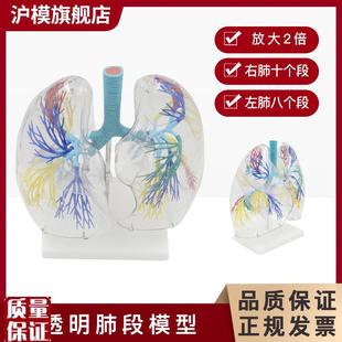 沪模HM/XC330透明肺段模型肺部y解剖示教人体解剖学气管教具支气