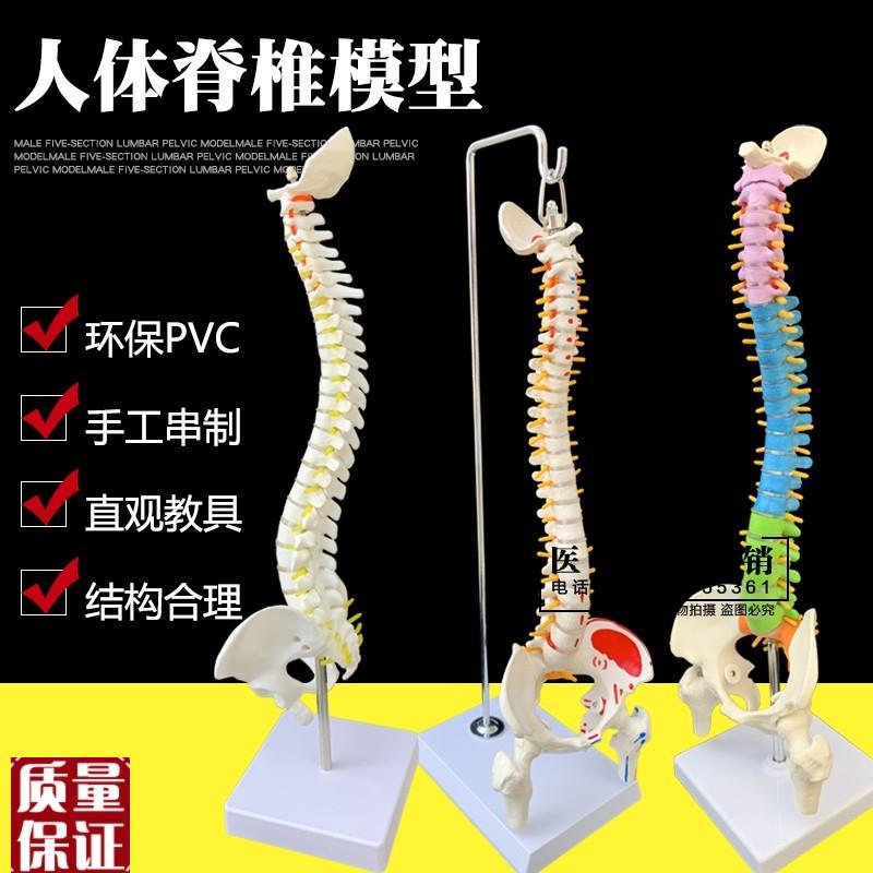 人体脊柱模型1:k1成人医学正骨练习骨骼模型颈椎腰椎脊椎骨架模
