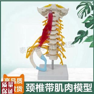 颈椎附肌肉模型人体比例小脑血管神经寰K椎枢椎正骨指压小针刀康