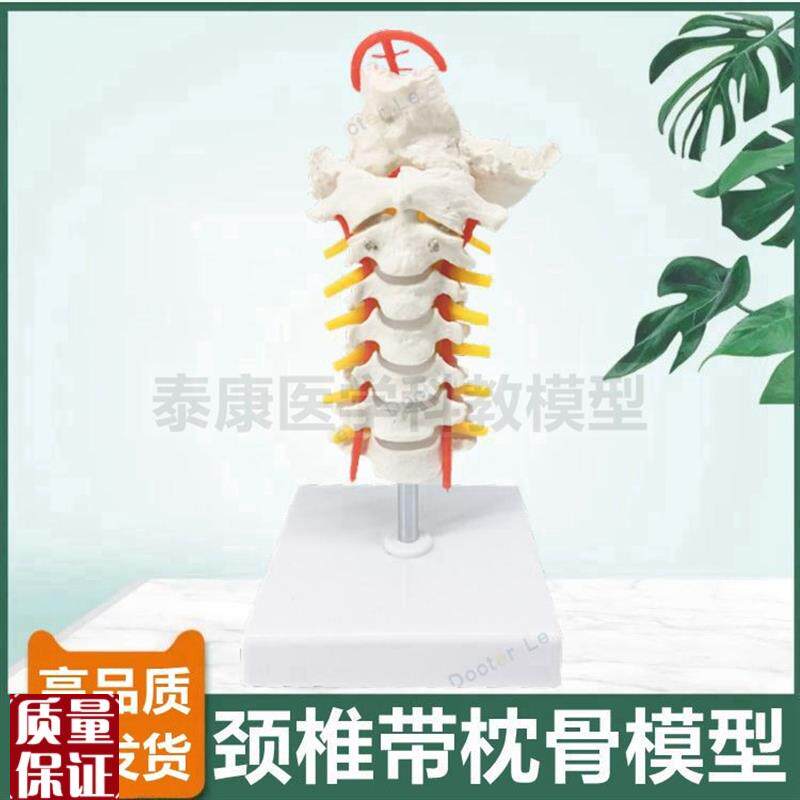 颈椎模型1比1仿真比例带血管神经椎间盘枕骨正T骨推拿侧弯旋转错