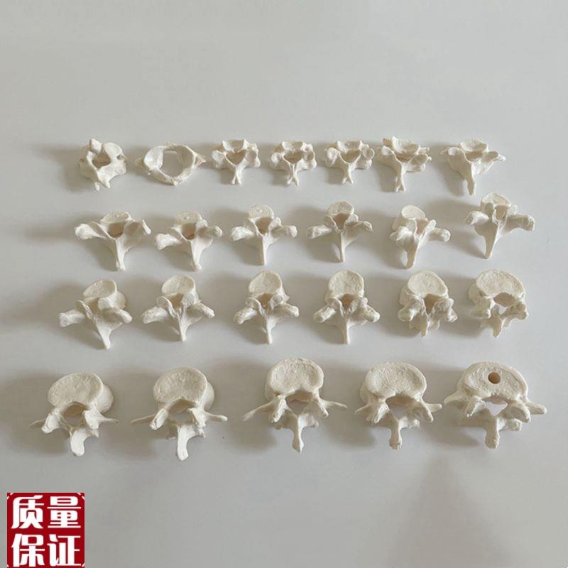 1:1脊椎模型散骨游离颈椎胸椎腰椎脊柱仿O真塑胶医用教具中医正