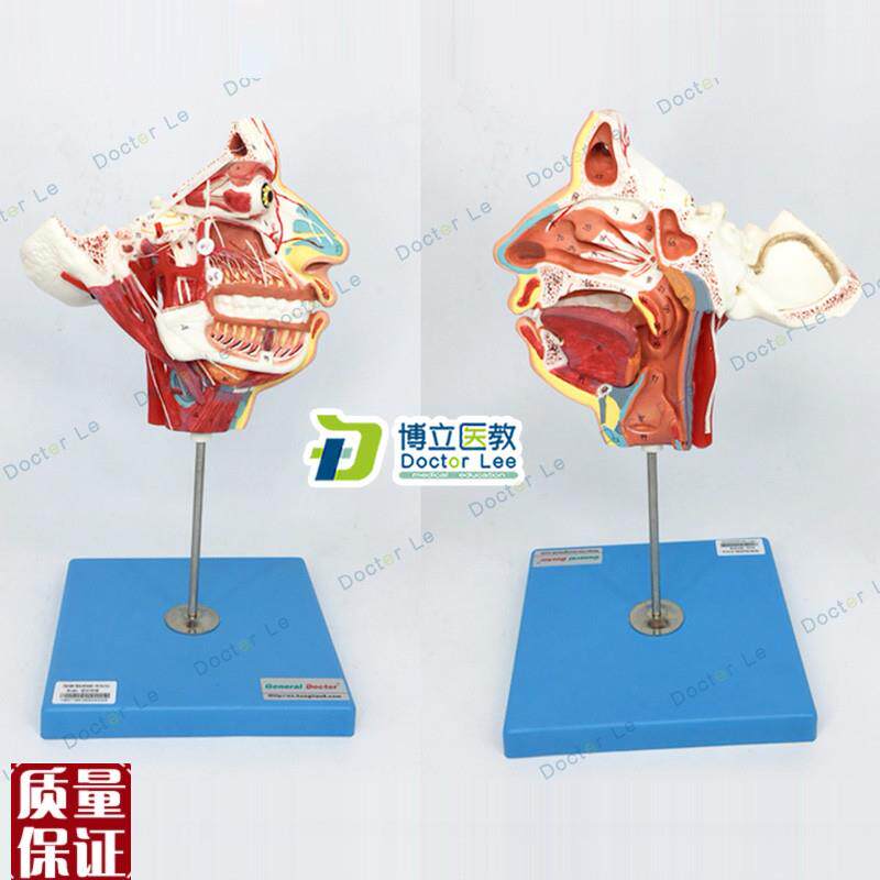 局部解剖模型头面部血管神经模型脑模型解剖模型.颈部肌肉解