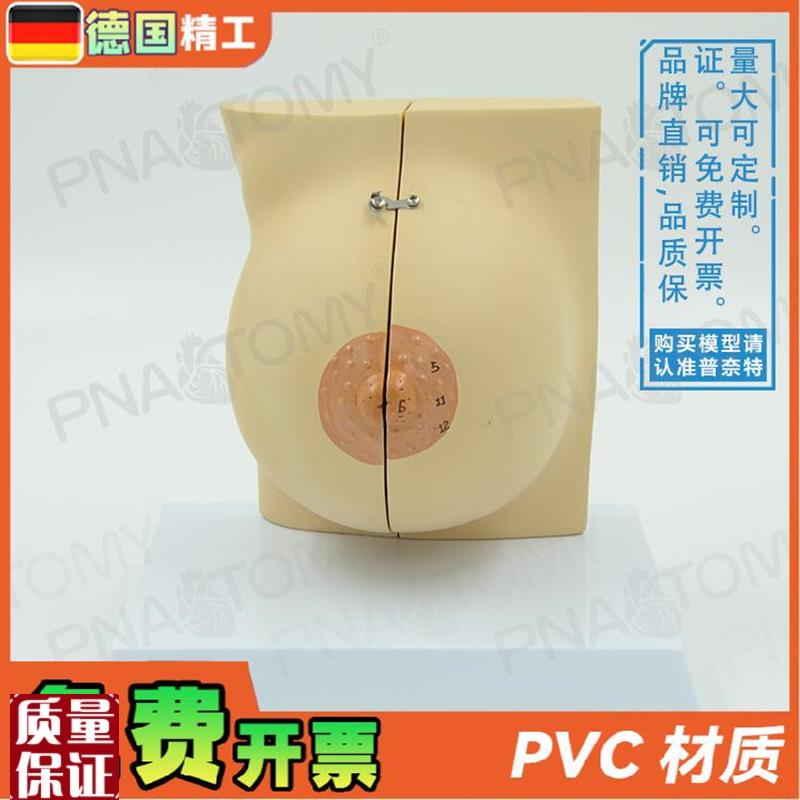 德国】女性仿真乳房乳腺解剖模型妇产科产后修复U培训丰胸整形教
