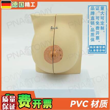德国】女性仿真乳房乳腺解剖模型妇产科产后修复U培训丰胸整形教