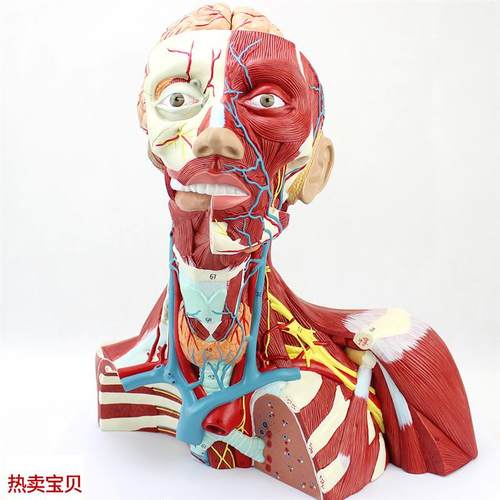 ENOVO颐诺医学人体头颈肌肉神经脑动脉颅脑结构大W脑模型面部解剖