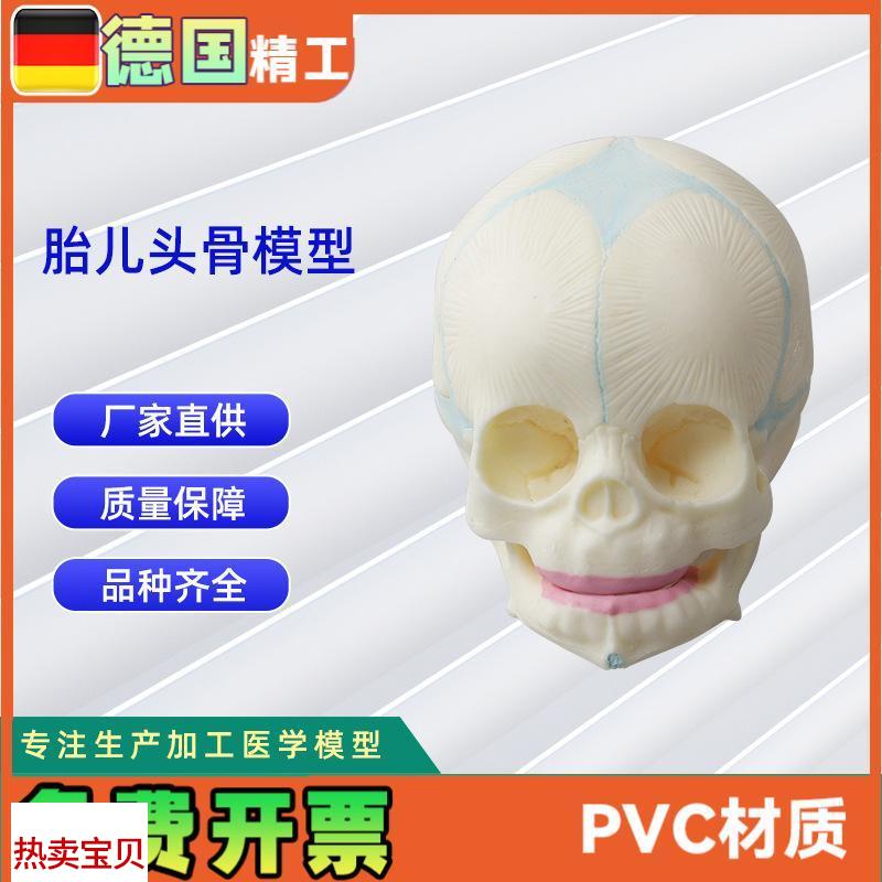 新生儿头颅骨形态模型胎儿头骨骨骼模型婴儿Q头骨模型振兴科学