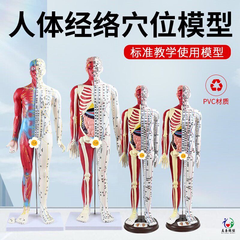 60 85CM针灸人模型半皮半肌肉解剖G 人体穴位模型针灸刻字超高清