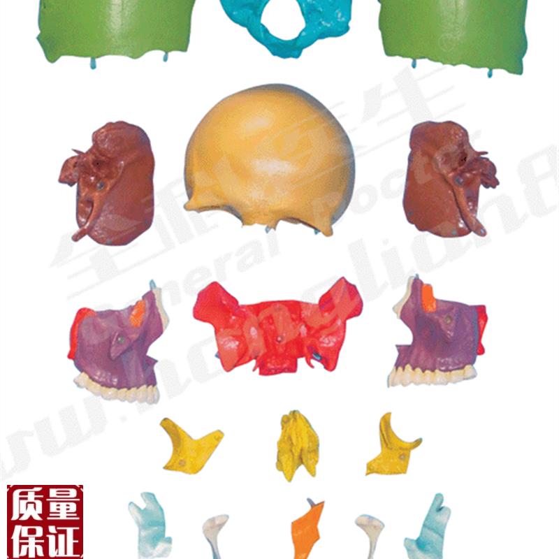 分离头颅骨散骨模型A11117M/1/骨骼解剖模