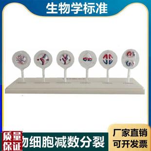动物细胞减数分裂m模型生物课实验DNA双螺旋遗传教学医用模