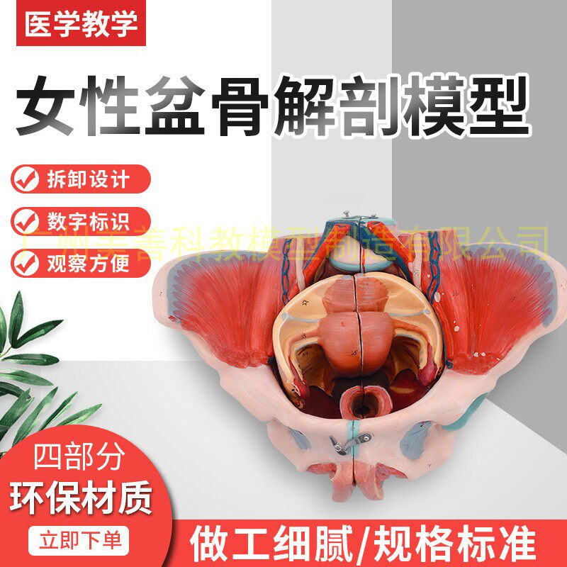 女性骨盆附生殖器官解剖模型 女性骨盆带K血管神经模型 骨盆模型
