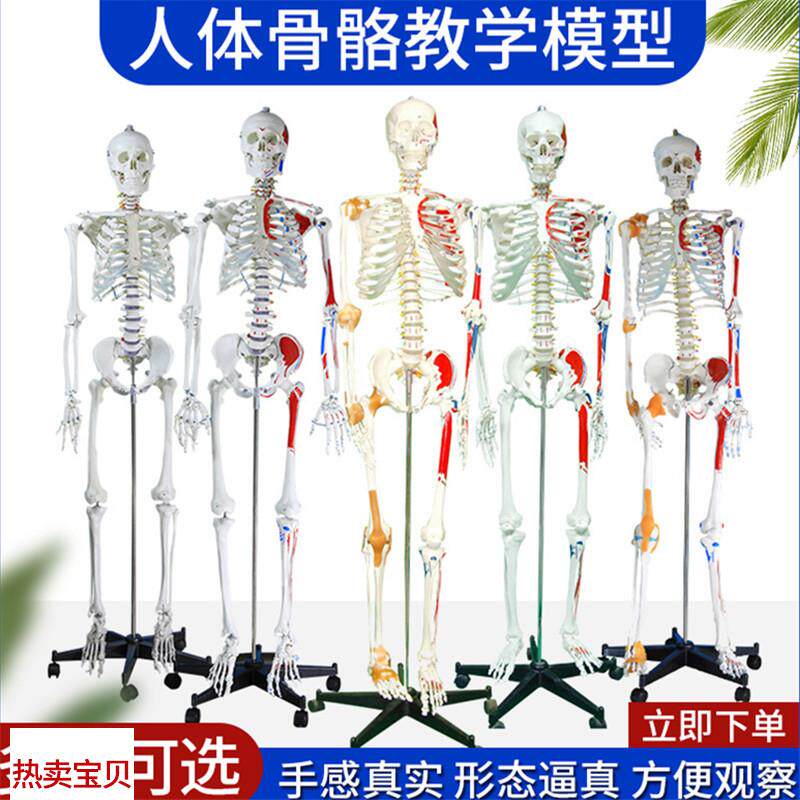 170CMd人体骨骼神经骨架模型肌肉韧带骨架标本骨骼模型肌肉起止点