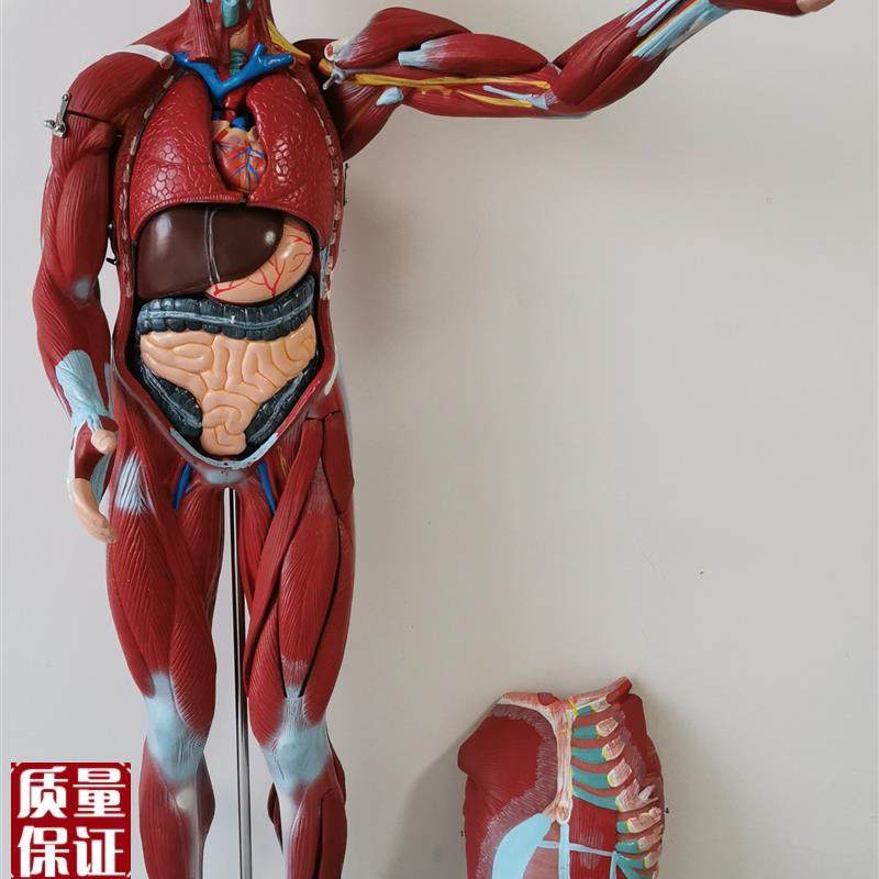 人体全身肌肉解剖附内脏模型A80cm人体肌肉模型27部,文具电教/文化用品/商务用品,模拟人,淘宝优惠券,粉丝福利购,淘宝优惠卷