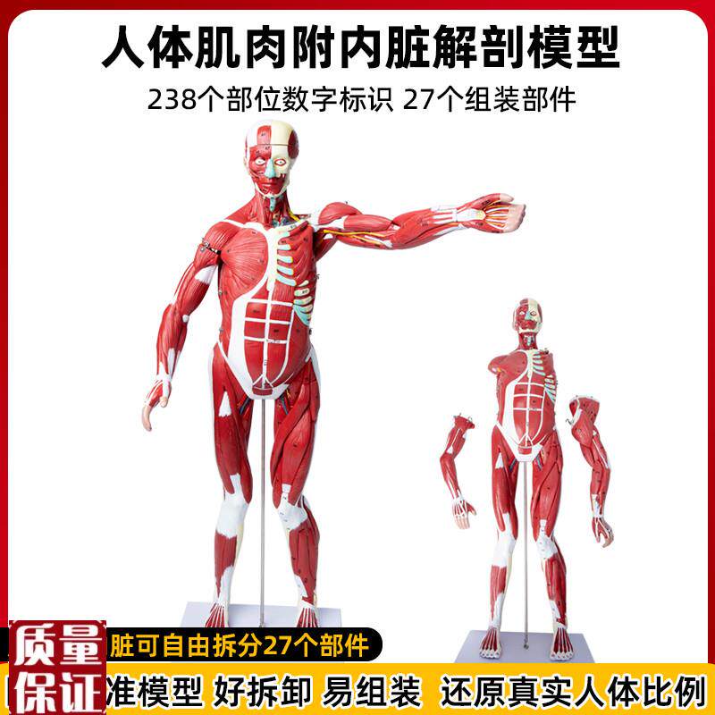 人体全身肌肉内脏器官拆卸解剖结D构模型组织运动仿真医学教学教