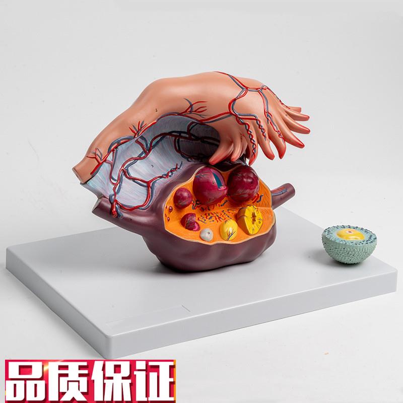 卵巢放大模型输卵管o伞黄体白体妇科生殖卵巢韧带卵泡内分泌腺体