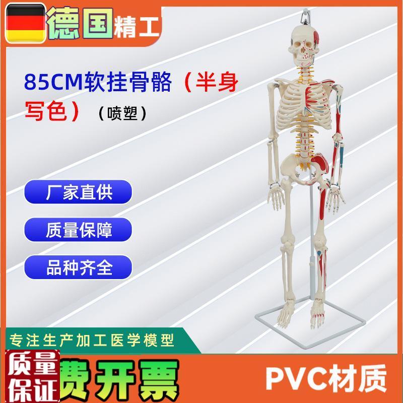 85CM软挂半身写色骨u骼模型(塑喷)仿真人体骨骼教学模