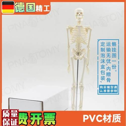 45cm小型可拆卸骨骼人体模型瑜伽G教学骨架骷髅骨万圣节玩具礼