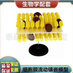 细胞膜结构流动镶嵌模型糖蛋白动B植物细胞细胞器可拆卸叶绿体生