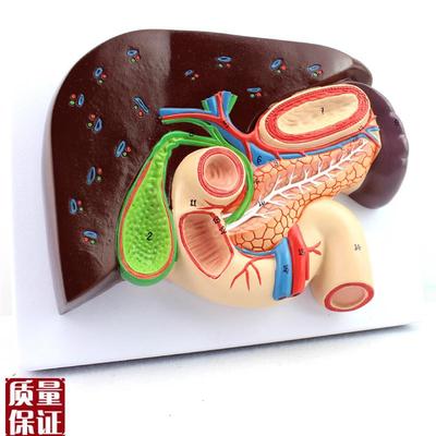 ENOVO颐诺i人体肝胆胰十二指肠胃结构模型肝胆脾胰解剖切面模型