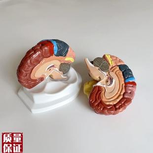 瑞宝模型大脑皮层功能区感觉视觉听觉中枢神S经内外科下丘脑垂