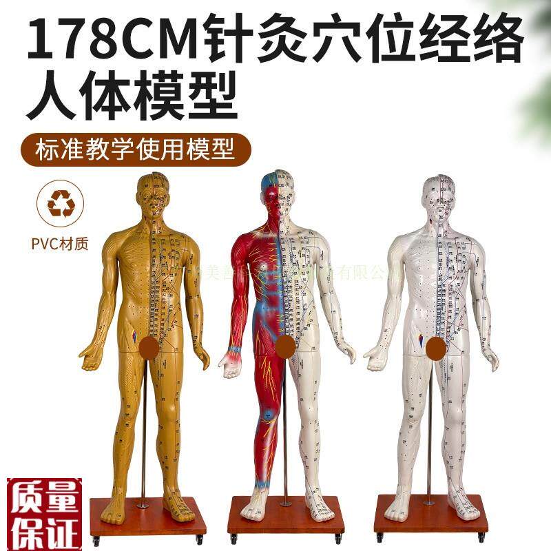 170178CM针灸穴位u人体经络模型人中医按摩全身铜人皮人络通
