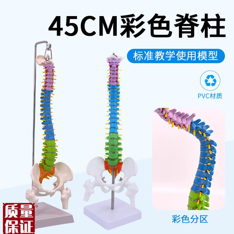 45CM彩色人体脊椎模型带骨盆股E骨尾骨脊柱正骨脊椎模型颈椎腰