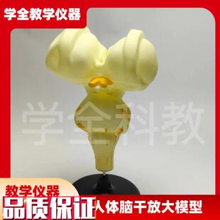 人体脑干放大模型初高中生v物脑干医学演示教学研究分析解剖模型