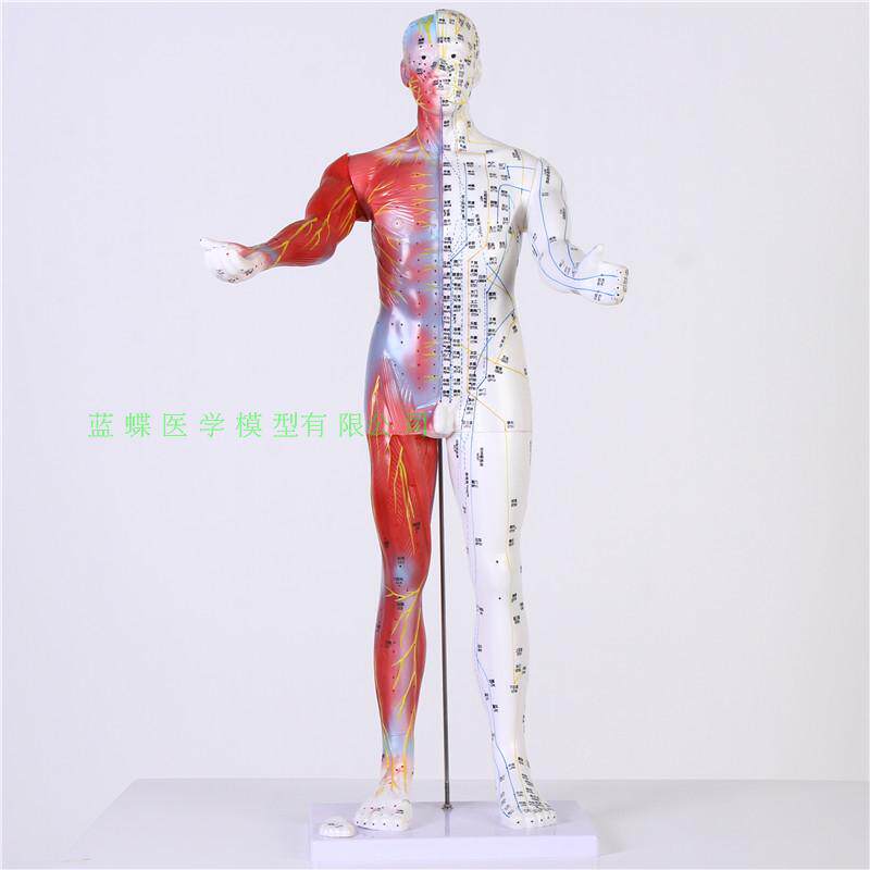 170CM人体针灸模型/针灸人模型/178cm中医经络穴位V带半边肌肉解