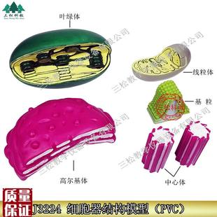 细胞器结构模型高中生物v教学仪器线粒体叶绿体高尔基体中心