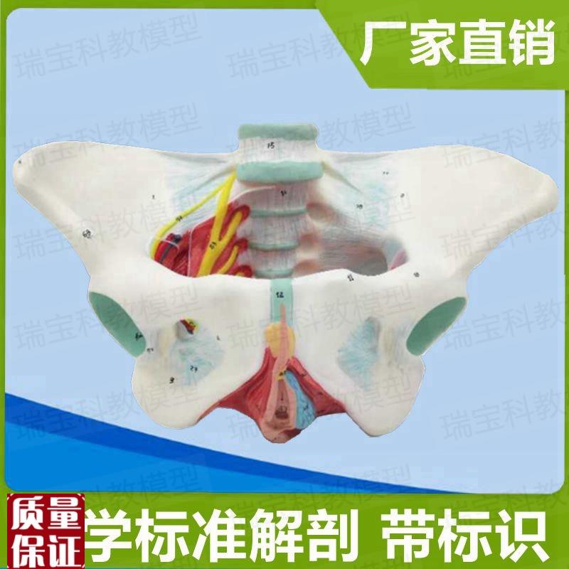 盆底肌模型女g会阴肛周筋膜产后修复家政月嫂技校培训妇产康护理