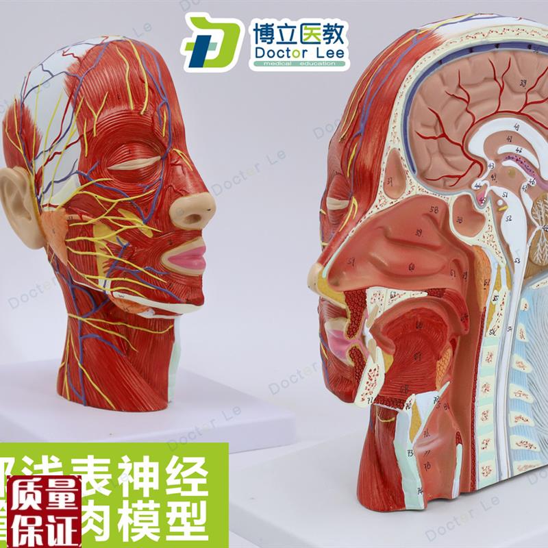 人体头骨带肌肉神经血管模型美容E面部浅表神经微整形医学解