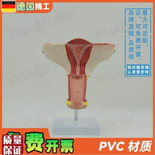 德国】女性人体子宫卵巢模型妇产科F妇科产后修复教学计生演示教