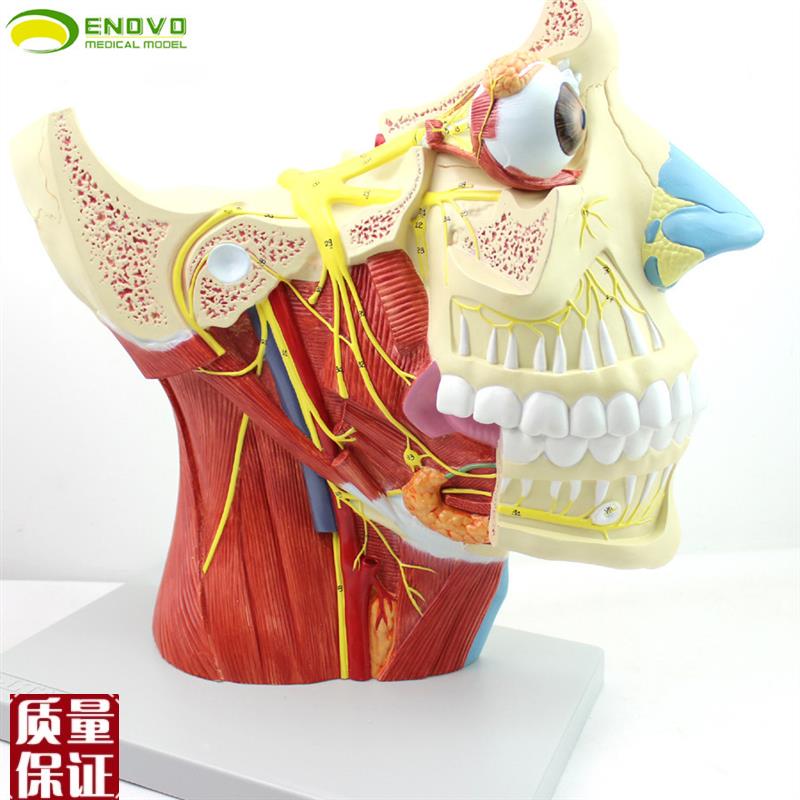 ENOVOd颐诺十二对颅神经系统解剖模型12对脑神经模型神经内科外