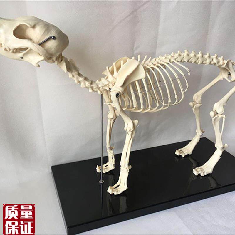 狗骨架模型动物犬骨骼兽医教学C教具犬骨架犬科教学宠物头尾可