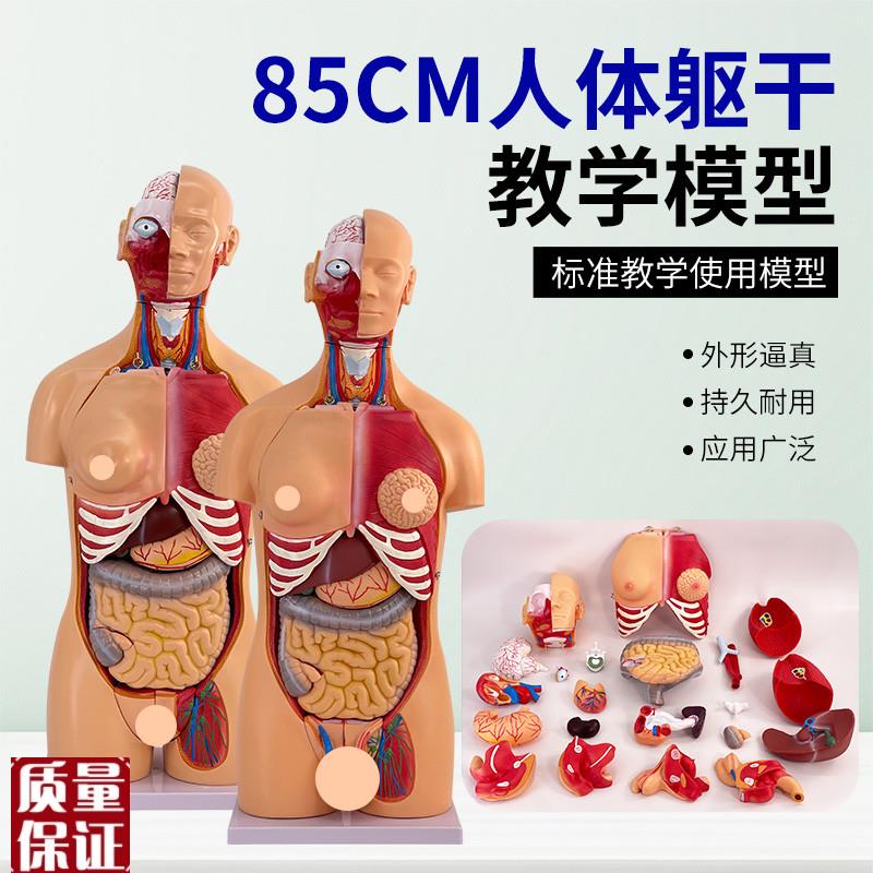85CM两性躯干解刨模型可拆卸40件男女性躯干及V内脏器官拆卸模