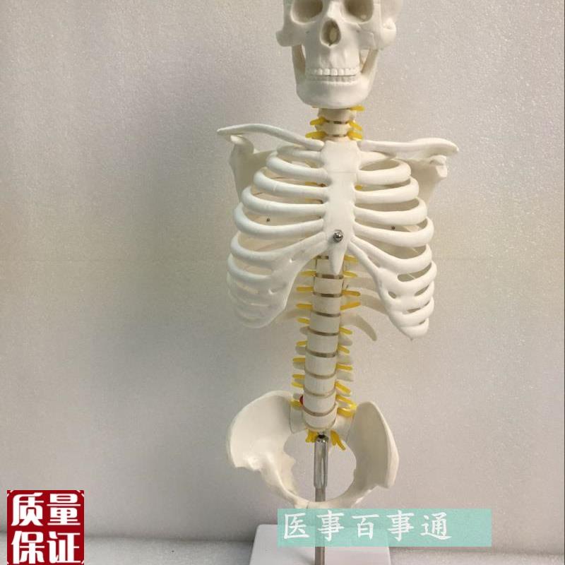 教学仿真脊椎模型45cm脊椎模型带骨盆I和胸骨人体骨骼模型挂式脊