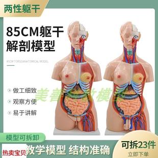 教学85CM人体躯干模q型两性躯干解剖附内脏模型女性躯干器官构造