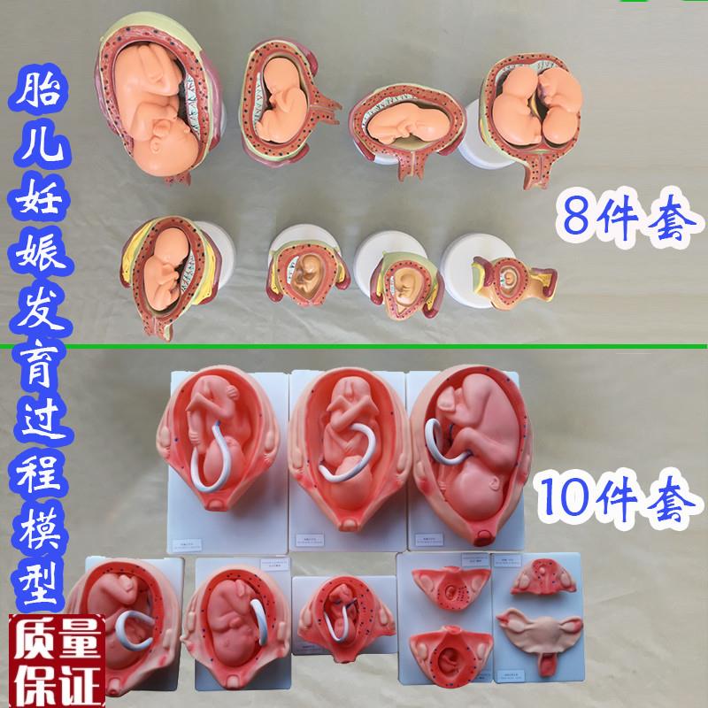 胎儿妊娠发育过程模型8件套10件套医学L教具人体骨骼医用婴儿生