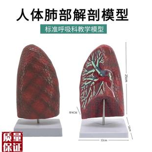 自然大肺段模型人体肺部解剖支气D管模型内脏呼吸科医患沟通模