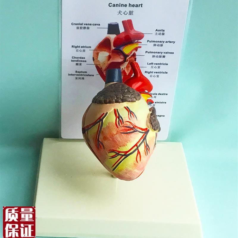 狗心脏解剖模型犬科宠物教具E教学教仪兽医医用医学包
