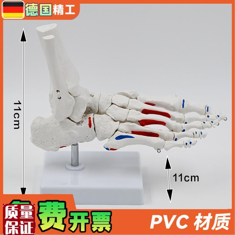 德国】1比1h肌肉起止点脚骨模型脚关节踝关节足骨教具脚骨仿真