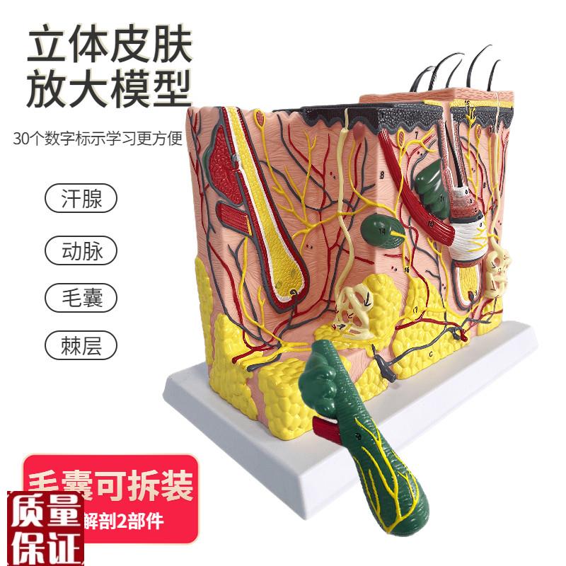 人体皮肤组织结构k放大模型皮肤切面解剖模型美容整形皮肤微整
