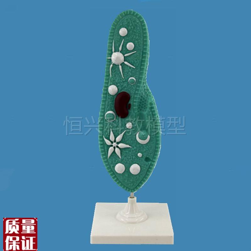 草覆虫模型淡水中l纤毛虫动物原生动物门单细胞动物生物教学