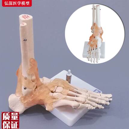 脚骨模型人体脚踝关节附韧带脚掌部骨I骼结构足部趾骨医学教学模